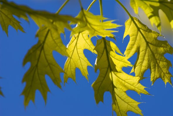 Yellow-Green Oak Leaves