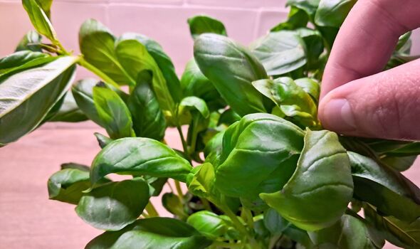 Picture of me pinching a basil plant