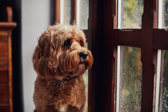 Dog looking out of a window on a rainy day