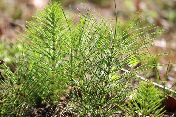 Image of invasive field horsetail weed in garden