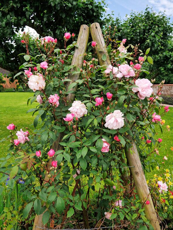 Roses in a summer garden