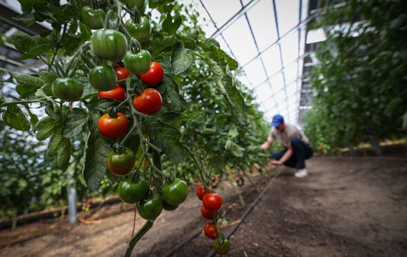 Tomato plants
