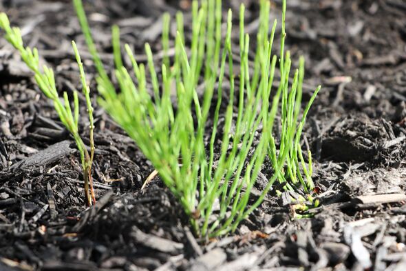 field horsetail sprouting