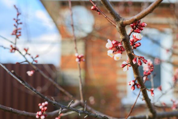 Apricot tree at the early flowering stage