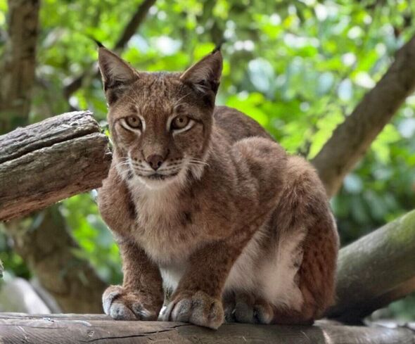 Axe Valley Wildlife Park