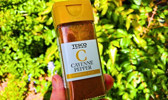 Picture of cayenne pepper in the garden