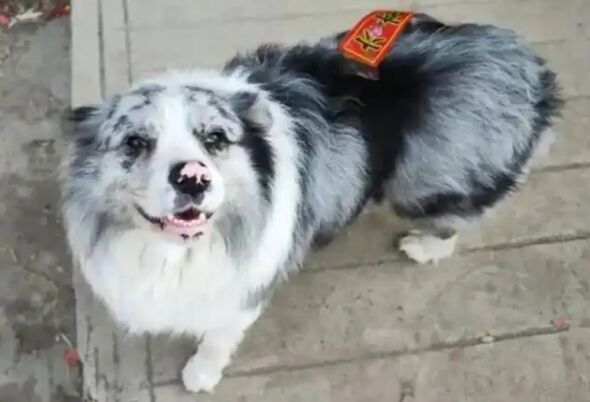 Picture shows eight-year-old Border Collie Chutou, undated