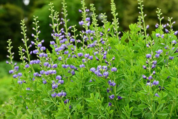 Baptisia australis / Blue false indigo