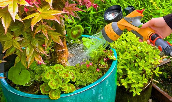 Picture of someone watering a Japanese maple