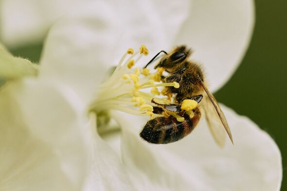 Close up bumble bee pollinating white flower
