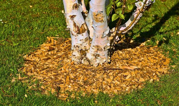 Picture of a mulched Japanese maple tree