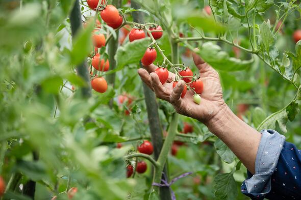 Hand holding tomato vines