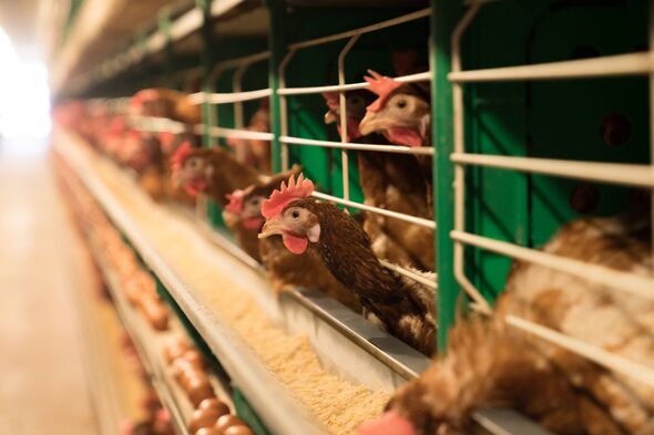 Chickens intensively farmed