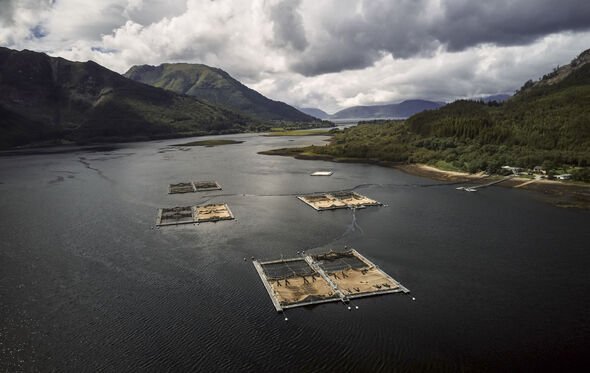 Aerial view of scottish salmon farm nets