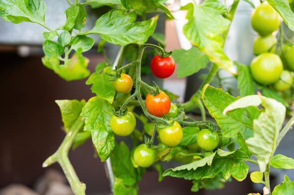 Tomatoes Growing in the Garden
