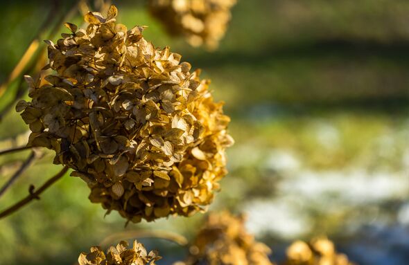 Close up of golden beautiful dried Hydrangea flowers on the dark blurred green background. Selective focus. Nature concept for d
