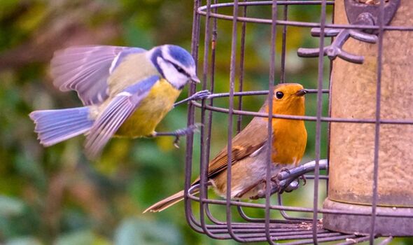Picture of garden birds at a feeder