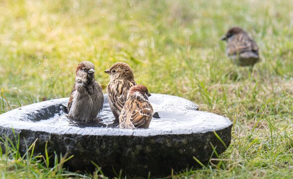A male and a female house sparrow is together with a tree sparrow in the bird bath