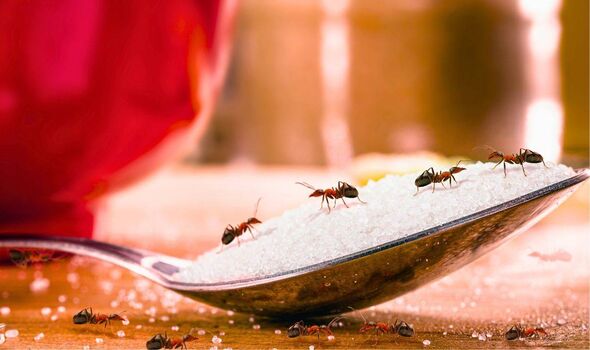 Picture of ants coming into a kitchen