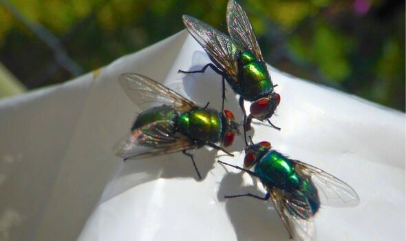 Picture of flies outside a home