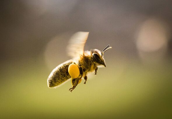 A close-up of a bee in mid-flight, its wings rapidly beating against the background of a blurred green landscape. The bee exhibi