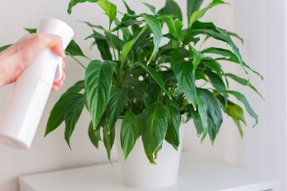 Woman spraying a houseplant peace lily (spathiphyllum) from a spray bottle.
