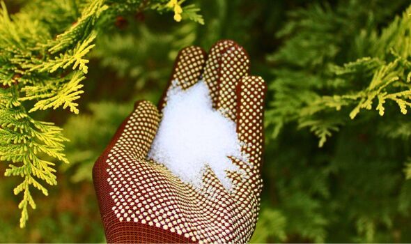 Picture of a gardener holding Epsom salt