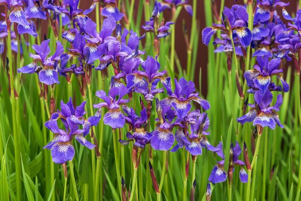Purple-blue Iris sibirica flower in the garden, background.