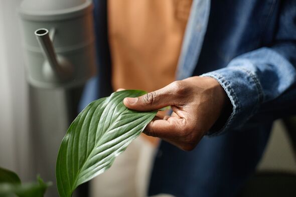 Black Person Checking Houseplant Leaf during Indoor Plant Care