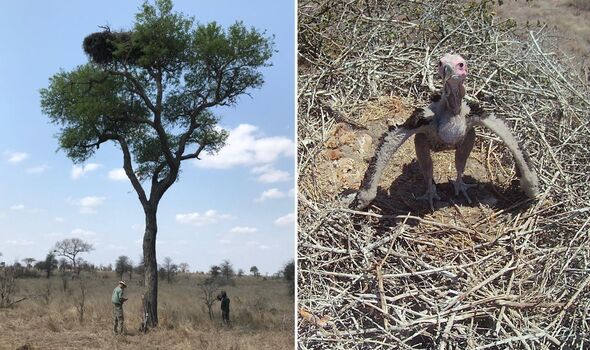 Fieldwork to assess nesting trees and a lappet-faced vulture chick in nest