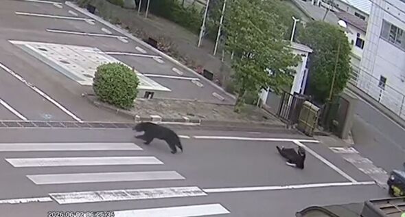 Bear