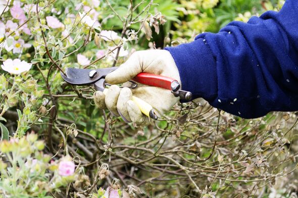 Gardener pruning
