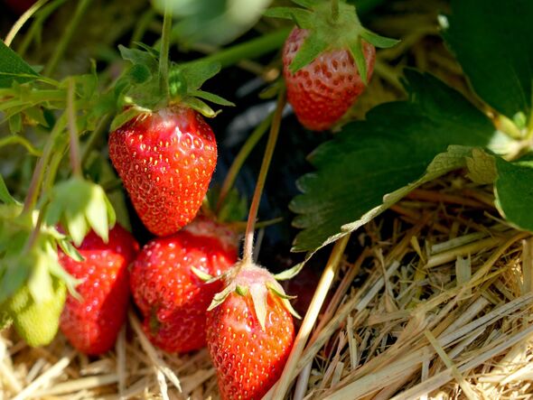 Ripe strawberries growing on a cultivated field, symbolizing seasonal farming, local agriculture, and fresh organic produce.