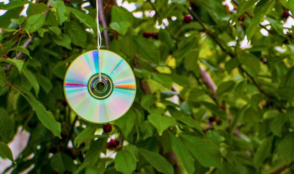 Picture of a CD hanging in a garden
