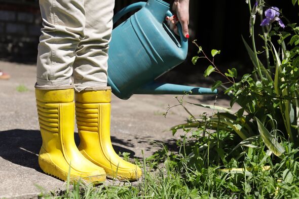 Woman in yellow rain boots watering blooming iris flowers in a lush garden with a blue watering can, spring gardening concep