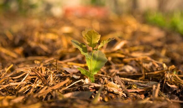 Picture of straw mulch