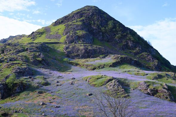 Bluebells on the slopes of Rannerdale Knotts, Lake District in spring
