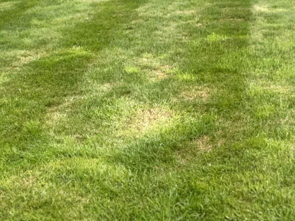 Image of freshly mown mossy green lawn, grass turf, weeds, lawn mower stripes, natural garden texture outdoor landscape