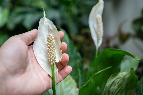 Someone hand touching a white spadix flower of Peace Lily plant while blooming.