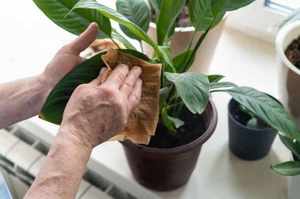 An elderly woman's hands, using bamboo cloth, wipe a leaf and tend to peace lily in pot on bright windowsill. A truly authentic moment. Indoor gardeni