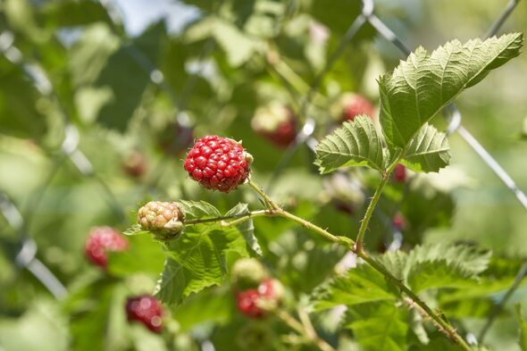 Close up inspecting raspberry plant in garden