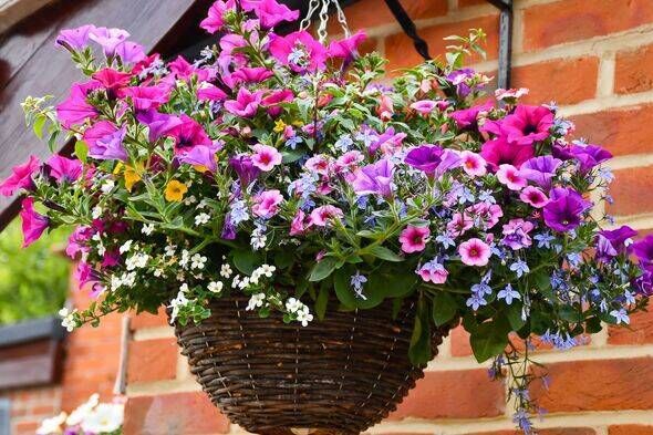 Wicker hanging basket full of beautiful brightly coloured spring flower in pinks and purples hanging on house wall creating a be