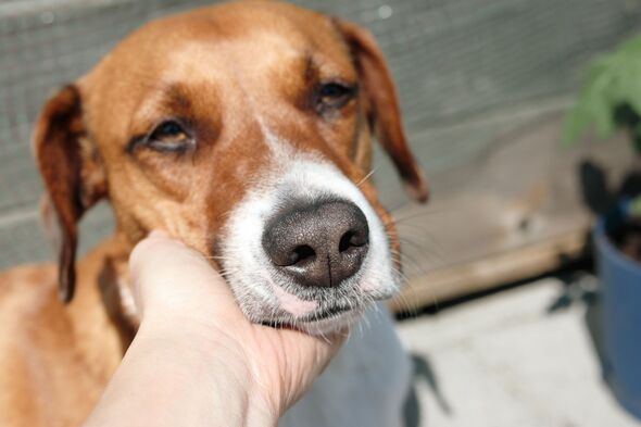 Woman holding dog head in hand on a sunny day.