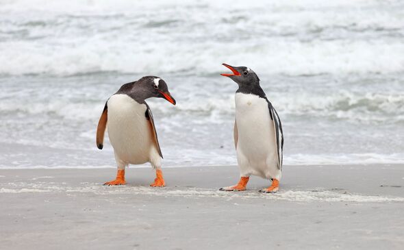 Gentoo penguins on Falkland Islands beach